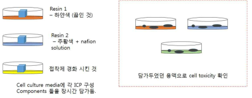 Indirect method로 시행한 세포독성 검사 개요