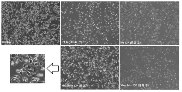 전극 종류에 따른 L929 세포의 세포 독성 실험. Pt전극에 비해 Graphite 전극의 경우 purified solution을 L929 세포에 처치했을 때 24시간 후 세포의 생존 정도가 뚜렷하게 좋음