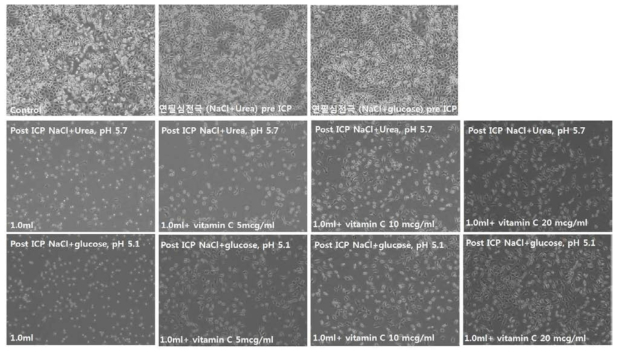 12차 in vitro 실험. Vitamin C 투여에 따른 세포의 생존률 향상 관찰