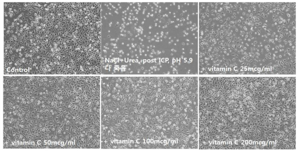 13차 in vitro 실험에서 Vitamin C 농도에 따른 세포 사멸 예방 효과