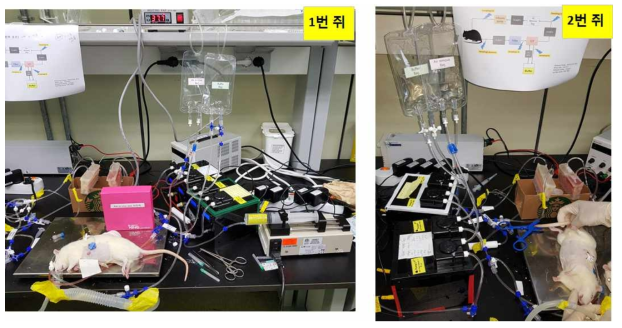 3차 in vivo Rat PD 모델에서 인공신장 적용 실험