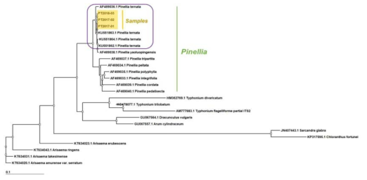 반하 ITS 염기서열을 바탕으로 한 phylogenetic tree