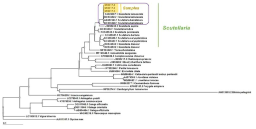 황금 ITS 염기서열을 바탕으로 한 phylogenetic tree