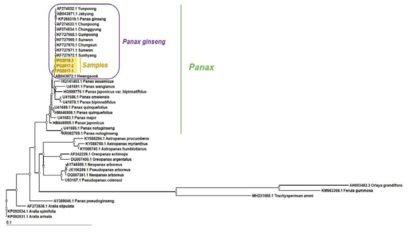 인삼 ITS 염기서열을 바탕으로 한 phylogenetic tree