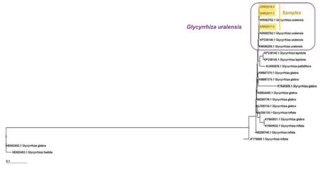 인삼 ITS 염기서열을 바탕으로 한 phylogenetic tree