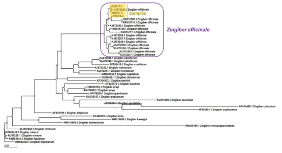 건강 ITS 염기서열을 바탕으로 한 phylogenetic tree