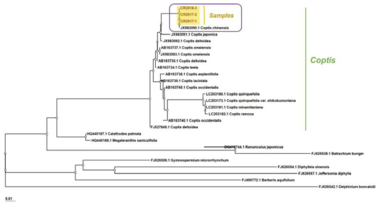 황련의 ITS 염기서열을 바탕으로 한 phylogenetic tree