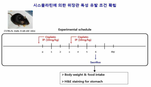 시스플라틴에 의한 위장관 독성 모델 확립을 위하여 10 mg/kg 농도의 시스플라틴을 3일 간격으로 2번 I.P.의 방법으로 투입한 후 6일째 body weight, food intake를 측정하였으며, 위점막 손상을 확인하기 위하여 위를 적출하여 H&E 염색을 시행하였음