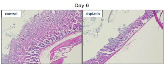 10 mg/kg 시스플라틴을 3일 간격으로 두 번 복강 내로 투입 한 후 위를 적출하여 H&E 염색을 한 결과 위장관 벽의 두께가 감소하였으며 위점막층의 소실이 관찰되었음