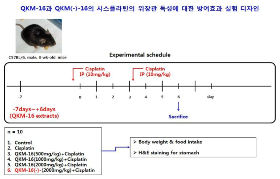 위의 확립된 시스플라틴에 의한 위장관 독성 모델을 이용하여 한약재의 방어효과를 조사하고자 시스플라틴을 투여하기 7일 전부터 시스플라틴을 투여 기간까지 한약재 추출물 QKM-16과 QKM-16에서 君약을 뺀 QKM-16(-)을 구강 투여한 후 몸무게, 사료섭취량, 위의 독성을 조사하였음