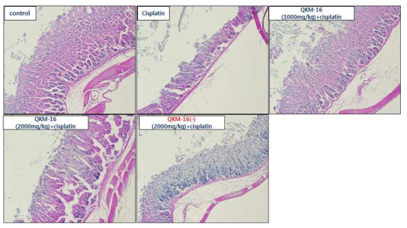 시스플라틴에 의한 위장관 독성에 대한 QKM-16과 QKM-16(-)의 방어효과를 형태학적으로 관찰하고자 실험이 끝난 군의 위를 적출하여 H&E 염색을 시행하였음. 그 결과 QKM-16과 QKM-16(-) 투여군은 시스플라틴에 의한 위장의 손상을 방어하는 것으로 나타났음