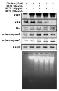 QKM-16(BSTE)은 시스플라틴과 더불어 폐암세포주에 세포 고사를 유도 효과를 상승 시켰으며 그 기전에 Bcl-1의 발현 감소와 BAX의 발현 증가, caspase-9의 활성화-->caspase-3 활성화가 관여함을 나타냄