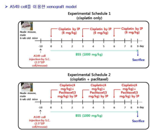 항암제 병용 투여 및 반하사심탕 투여 실험 계획