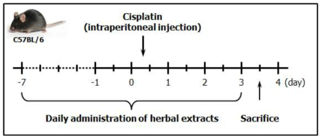 Schematic representation for development of cisplatin-induced kidney injury mouse model