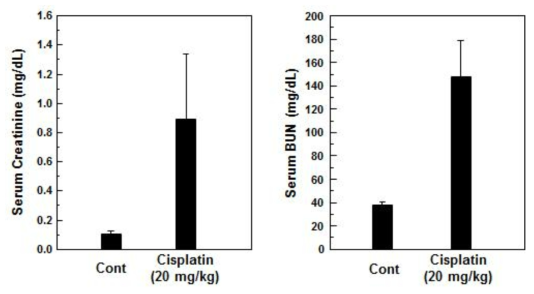 Effect of cisplatin on serum creatinine and BUN levels in C57BL/6 mice after 3 days