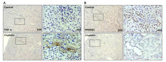 Effect of cisplatin on expression of renal damage mediators (TNF-α and HMGB1) on C57BL/6 mice after 3 days (IHC)