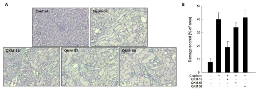 Effect of herbal extracts (each 1,500 mg/kg) on cisplatin-induced kidney tissue injury of C57BL/6 mice and damage scoring