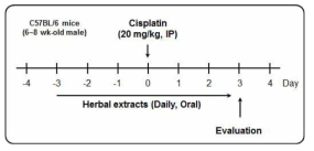 Schematic representation for mouse model of cisplatin-induced acute kidney injury