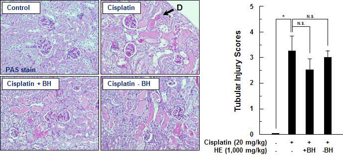 PAS staining and tubular injury scoring from kidney tissue of cisplatin or herbal extract-treated mice. D: damaged area in tubular region