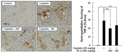 Immunohistochemical staining and statistical scoring of TNF-α expression on kidney tissues from cisplatin or herbal extracted-treated mouse. ImageJ software was used for semi-quantitative scoring of TNF-α expression