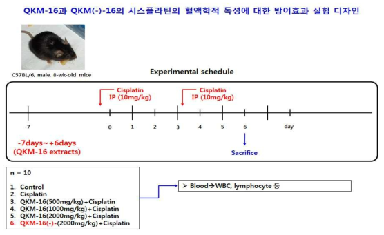 아래 그림은 QKM-16과 QKM-16에서 君약을 뺀 QKM-16(-)를 시스플라틴을 투여하기 7일전에 구강으로 투여한 후 10 mg/kg의 시스플라틴을 3일 간격으로 투여한 후 혈액을 얻어 WBC, lymphocyte 등을 조사하였음