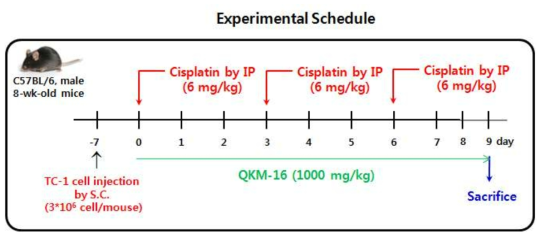 C57BL/6 mice에 TC-1 cell를 피하에 주입한 후 7일 후에 tumor가 큰 것을 확인 한 후 3일 간격으로 시스플라틴(6 mg/kg)을 3번 복강내로 투여하고 동시에 한약재 추출물을 9일간 투여한 후 암조직을 적출함