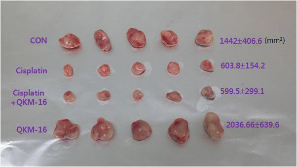 TC-1 cell을 투여한 후 암 조직의 크기는 1442±406.6 mm3로 증가하였으나 시스플라틴을 투여한 군은 603.8±154.2 mm3으로 유의하게 감소하였음. 한약재를 동시에 투여한 군의 암 조직의 크기는 시스플라틴을 투여한 군과 유의한 차이가 나지 않았으나 육안적으로 감소한 것으로 나타나 다시 실험을 진행하고 있으며 각각 암 조직별 항암 효과 매개인자 (PD-1)를 분석하고 있음