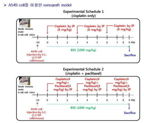 시스플라틴 파클리탁셀 병용 투여 및 반하사심탕 투여 실험 계획