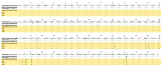 黃連의 trnL-F intergenic spacer 염기서열 비교 분석