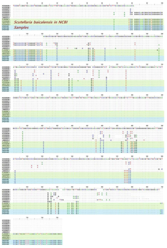 황금의 ITS (Internal transcribed spacer) 염기서열 비교 분석