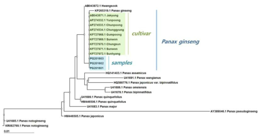 인삼 ITS 염기서열을 바탕으로 한 phylogenetic tree