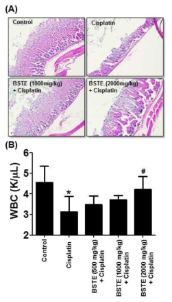Effects of Banhasasim-tang extract (BSTE) on cisplatin-induced small intestin toxicity (A) and WBC decrease in C57BL/6 mouse. Data are mean ± SD values (N=10). *, p<0.05 vs. control group; #, p<0.05 vs. Cisplatin group