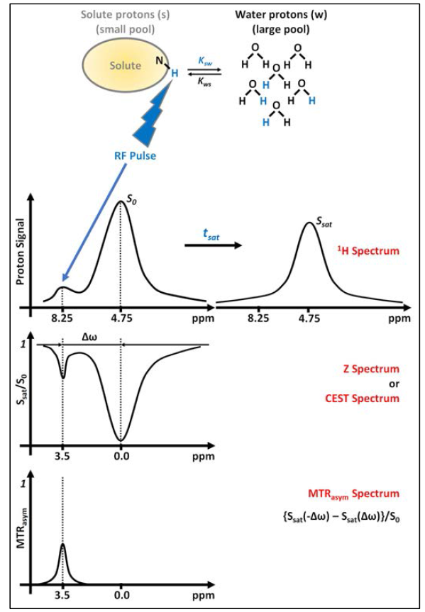 화학교환포화전이 현상기반 amide 양성자전이 스펙트럼의 획득 및 분석관련 diagram