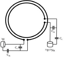 Dual tuned surface RF coil의 회로도. 바깥쪽 회로는 1H, 안쪽 회로는 31P 혹은 23Na를 감지하기 위한 회로. 각각의 회로에는 Tuning Capacitor (Ct)와 Matching Capacitor (Cm)이 연결되어 있음