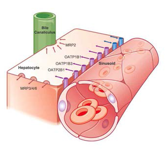 간세포의 OATP 수용체. Gadoxetate disodium은 OATP receptor를 통해 간세포내로 유입됨. Liver cirrhosis 또는 cholestasis 등으로 간세포의 function이 저하될 때 OATP receptor를 통한 gadoxetate의 influx도 같이 저해됨