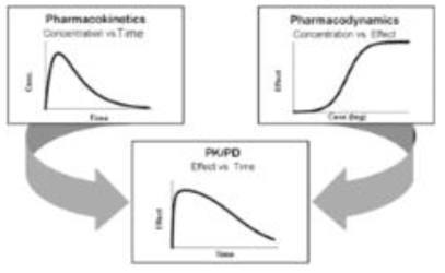 약동학-약력학 관계를 통한 임상반응의 추정