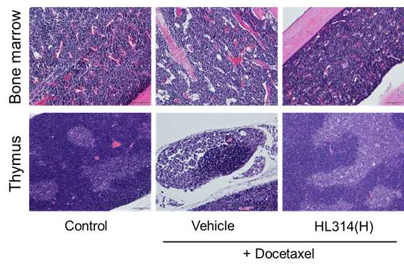 도세탁셀 유도 골수독성 실험동물모델에서 HL314의 반복투여에 따른 면역 기관에서의 조직학적 평가