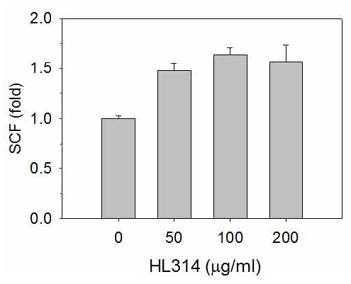 후보물질 HL314 처리에 따른 골수간엽세포에서의 SCF 발현 양상