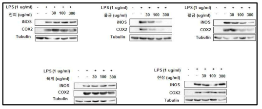 RAW264.7에서의 후보소재 iNOS 및 COX-2 발현억제 활성평가