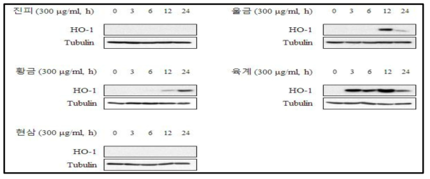 RAW264.7 세포에서 유도한 HO-1 expression에 대한 후보소재의 시간별 효과