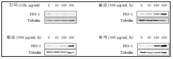 RAW264.7 세포에서 유도한 HO-1 expression에 대한 후보소재의 농도별 효과