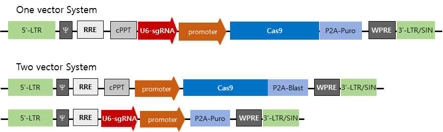 sgRNA를 발현하는 유전자가위 렌티바이러스 벡터 구축
