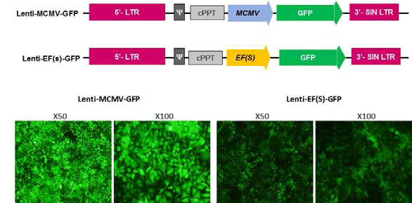 GFP 발현 AAV 바이러스 합성 및 감염율 확인