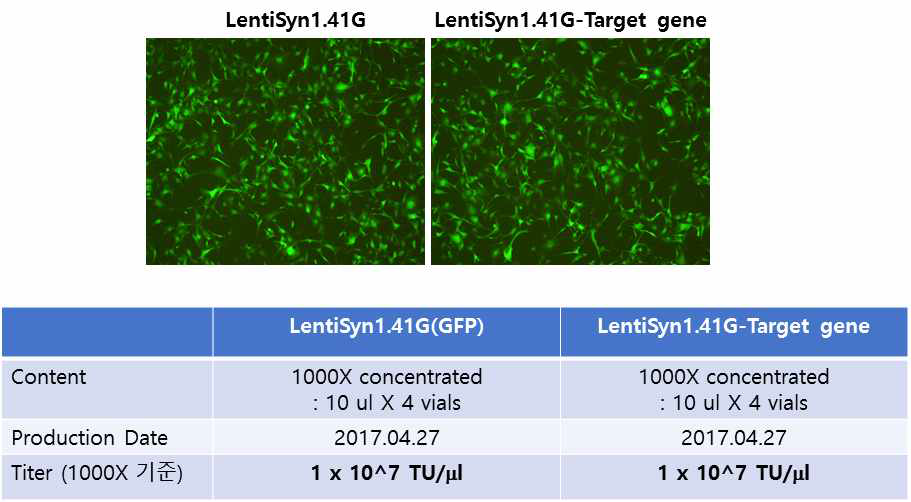렌티바이러스 합성 및 발송내역
