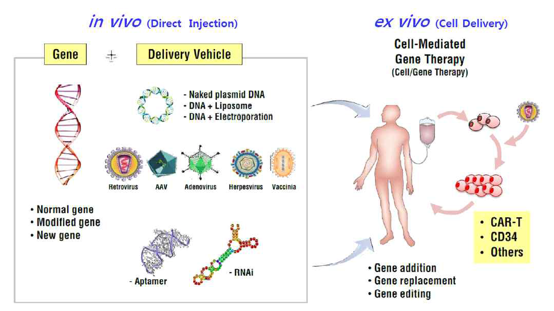 유전자치료제의 종류 : in vivo(Direct Injection) vs ex vivo(Cell Delivery) 출처: 바이로메드, NH투자증권 바이오산업, 유전자치료제, 2018년 글로벌 화두로 부각 전망, 2018.01.24