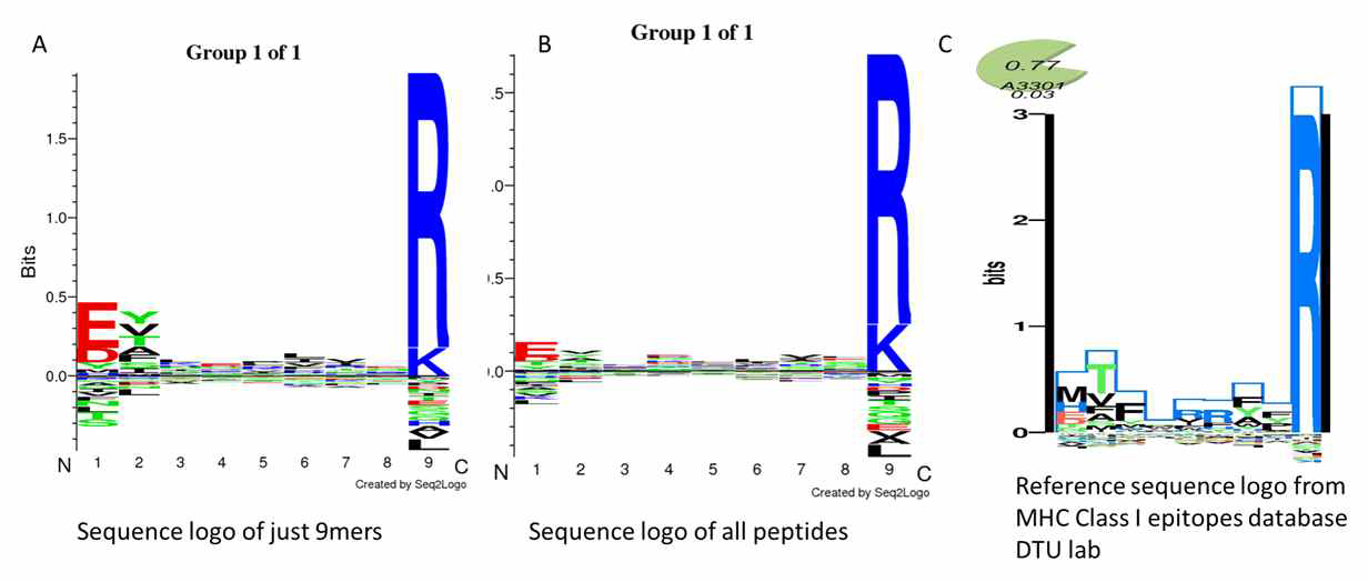 LCL HLA A*33 세포주에서 분석된 HLA A 결합 펩티돔의 motif prediction 분석 결과. (A) 9-mer로 구성된 펩티드로부터 확인된 motif prediction (B) 동정된 전체 펩티드로부터 확인된 motif prediction (C) 공개된 MHC Class I epitopes database DTU lab 의 reference sequence logo