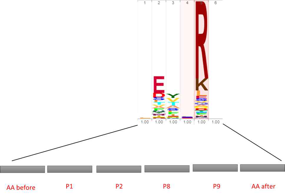 확인된 epitope sequence에서 proteosomal 활성을 보이는 펩티드는 P1에서 E, P2에서 Y, P9에서 R로 예상됨