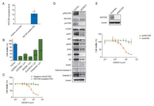 RICTOR amplified gastric cancer PDC를 이용한 약물 감수성 실험