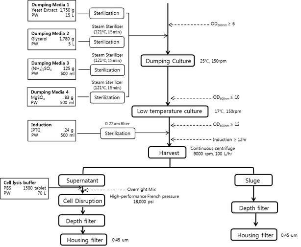 배양 및 정제 공정 1