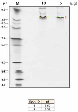 IEF Gel: pI 8.6